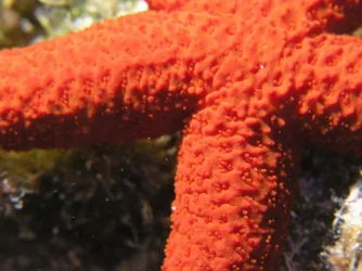 Starfish_close.webp