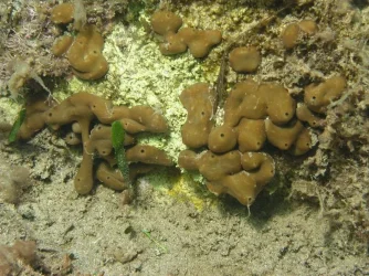 Sea_squirt.webp