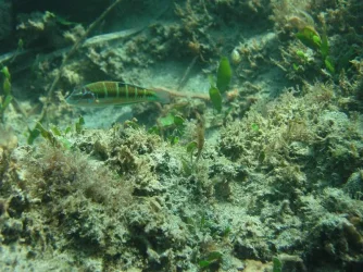 wrasse.webp