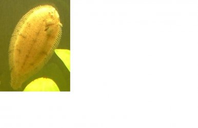 flounder.JPG