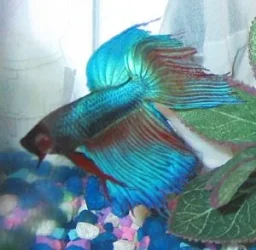 betta4.webp