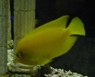 falselemonpeel1.webp