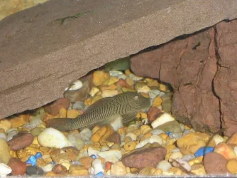 Ctenopoma_252.webp