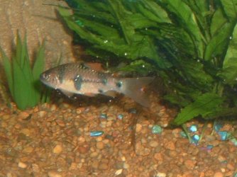 fishy3_067.jpg