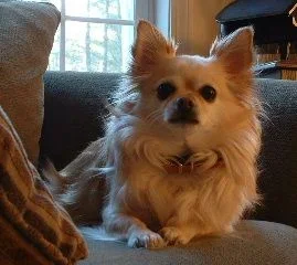 Joey2.webp