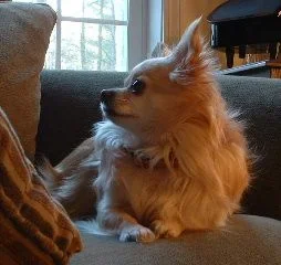 Joey3.webp