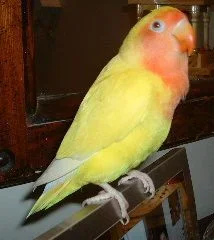 Norma_Jeane.webp