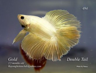 Gold_DT_Rayong.jpg