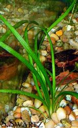 sagittaria.jpg
