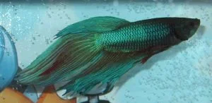 betta1.webp