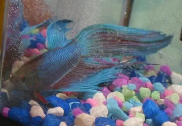 betta2.webp