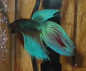 betta3.webp