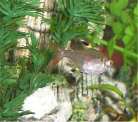 tetra2.jpg