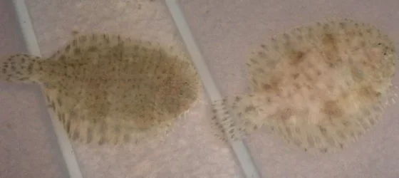 flounders.webp