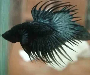 Betta.webp