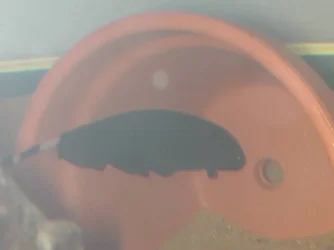 DSCN4021.webp