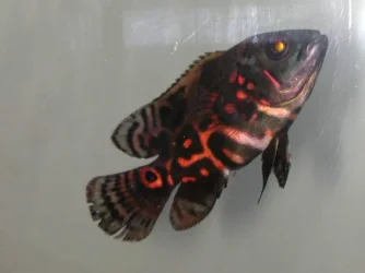 DSCN4025.webp
