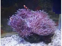 My_fish_.046.webp