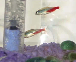 sikfish.webp