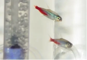 sikfish2.webp