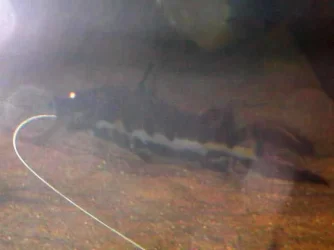 DSCN4045.webp