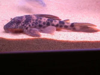DSCN4053.webp