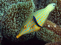 filefish01.jpg