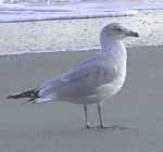 bird2.jpg
