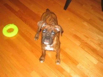 Picture_001.webp