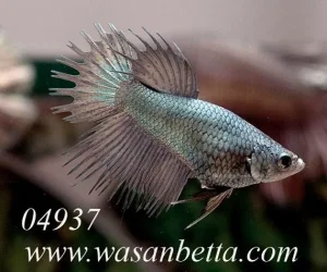 fwbettasct1102565343.webp