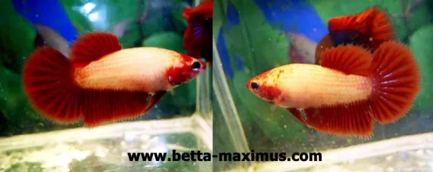 red_hm_female.webp