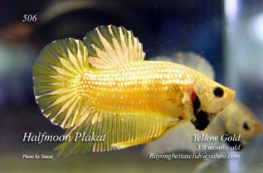 yellowgoldplakat.jpg