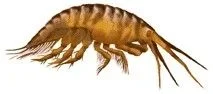 amphipod.webp