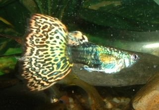 Male_Guppy3.JPG