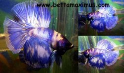 fwbettasd1103189529.jpg