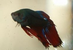 F1.1male2.JPG