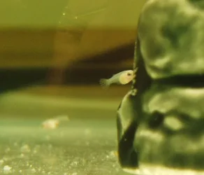 Betta_Fry_4.webp