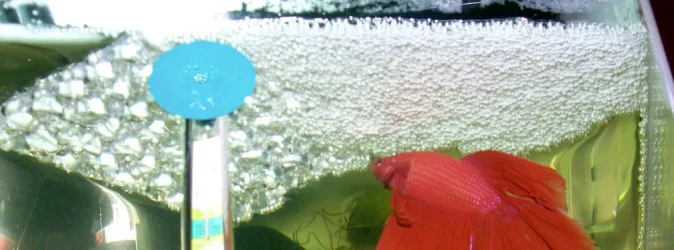 bubble1.webp