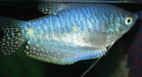 blue_gourami1.jpg