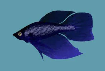 blubetta.webp