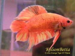 fwbettaswt1104664961.jpg