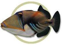 pw74812humupicasso_trigger.jpg