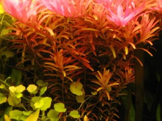 rotala_indica.webp