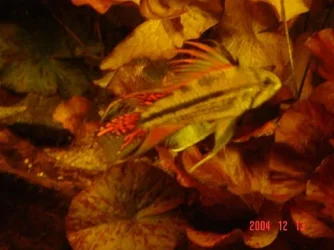 apisto_caca.webp