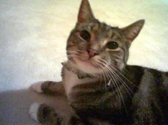 fish_pictures2.webp