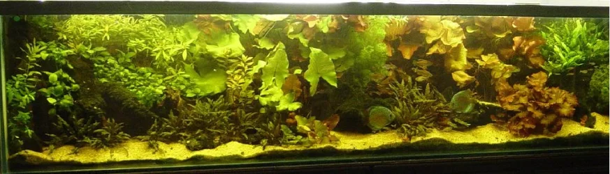 Fulltank.webp