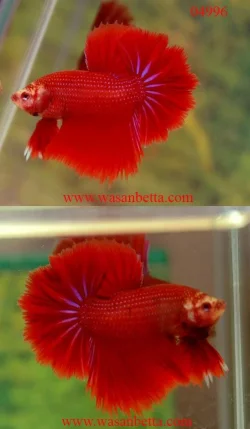 04996_2.webp