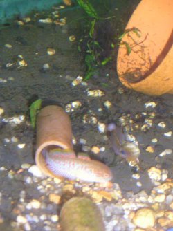 fish_036__2_.jpg