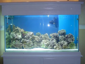 Fish_tank_photo_s_6.webp