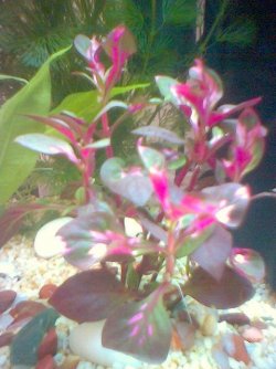 image_00042.jpg